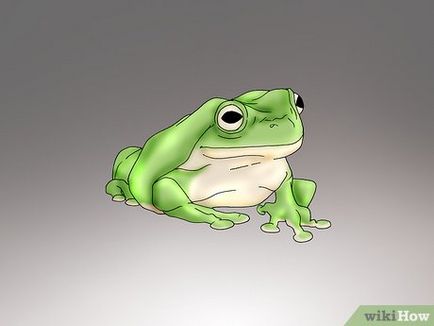 Как да се грижим за жаби