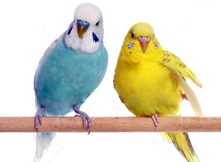 Как да се грижим за папагали в дома, неразделки