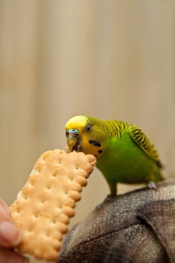 Как да се грижим за папагали в дома, неразделки