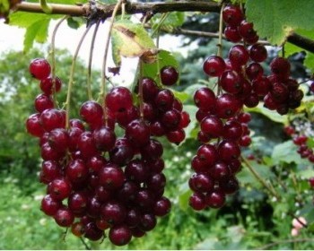 Как да се грижите за френско грозде, крайградски район