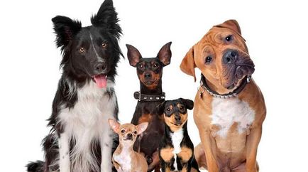 Какво порода куче да изберете за апартаменти и деца, малки или средни