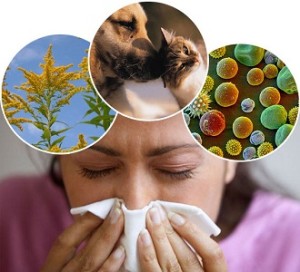 Какво е алергия при кърмачета в праха