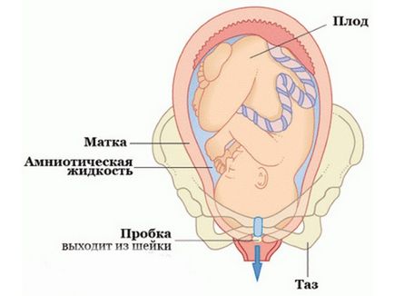 Какво е лигавицата тапа при бременни жени преди раждането