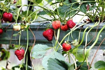 Как да расте ягоди методи и функции