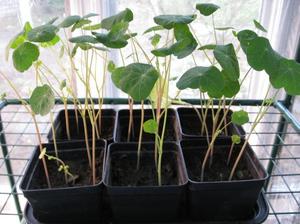 Как да расте латинка расте от семена, когато засадени на открито място, грижи у дома