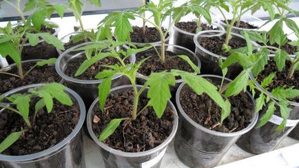 Как да расте един доматен разсад в дома времевата линия