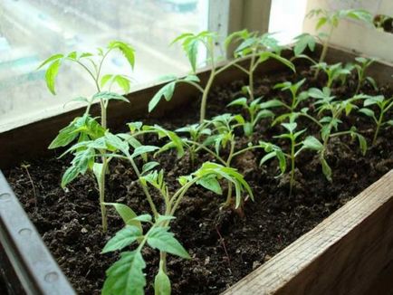 Как да расте разсад от домати у дома - стъпка по стъпка ръководство