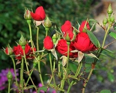 Как да расте рози от резници - резници от рози