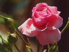 Как да расте рози от резници - резници от рози