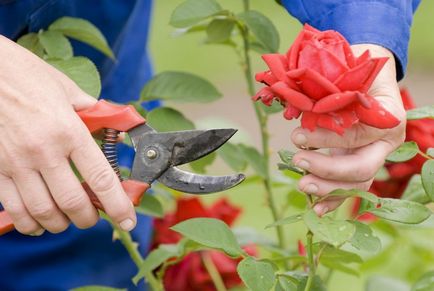 Как да расте една роза от рязането на букета като корен клона, как да се засадят в дома като