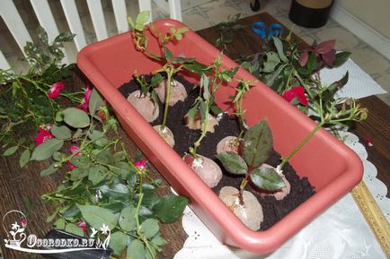 Как да расте една роза от резници - методи на размножаване, вкореняване рози