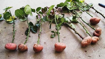 Как да расте една роза от рязане - три метода за размножаване