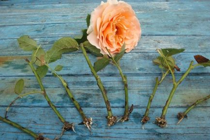 Как да расте една роза от рязане - три метода за размножаване