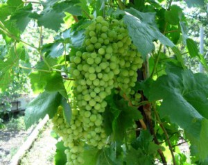 Как да расте грозде от резници кога и как да се засадят грозде