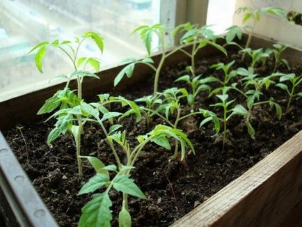 Как да расте добър доматен разсад в къщи