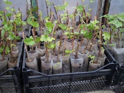 Как да се засадят грозде резници през пролетта