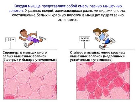 Кардио за сърцето, кардио тренировка за сърцето, кардио за укрепване на сърцето, кардио упражнения (сърдечен ритъм нарушения) Кардио за сърцето, кардио тренировка за сърцето, кардио за укрепване на сърцето, кардио тренировка