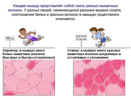 Кардио за сърцето, кардио тренировка за сърцето, кардио за укрепване на сърцето, кардио тренировка