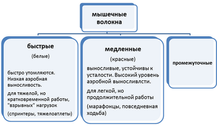 Кардио за сърцето, кардио тренировка за сърцето, кардио за укрепване на сърцето, кардио тренировка