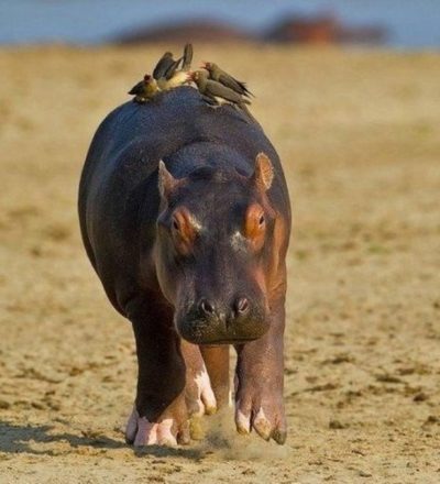 Снимки за деца хипопотам