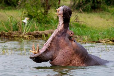 Снимки за деца хипопотам