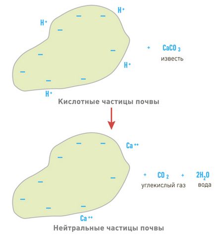 Киселинност и алкалност на почвата