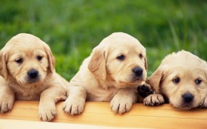 Прякори за кучета лабрадори като Лабрадор, наречени на имената на момче за кучета момичета
