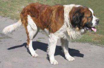 Прякори на кучета имена за Лабрадор Ретривър - порода куче