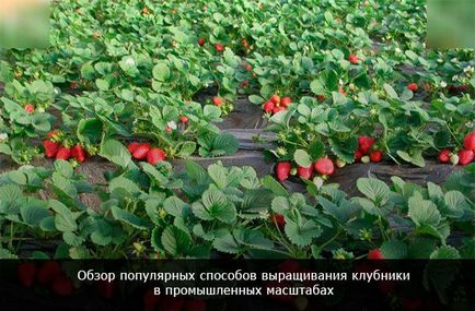Strawberry бизнес - 4 начина да печелившо отглеждане на ягоди (2017)