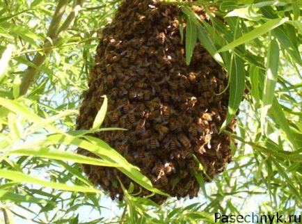 Когато пчелите роене период от признаците и причините за роенето