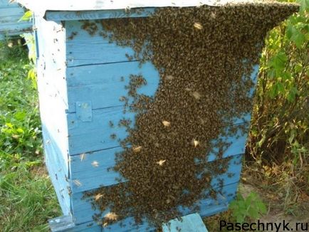 Когато пчелите роене период от признаците и причините за роенето