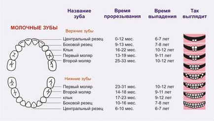 Когато есента мляко зъби при деца - Колко години и възрастта на схемата