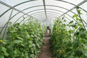 Изграждане на оранжерии за краставици и тяхното подреждане