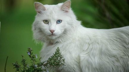 Cat турска ангорска котка - порода описание, природа, съдържание и цена