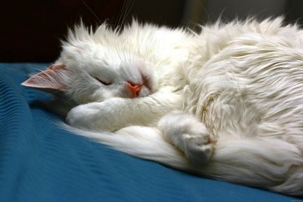 Cat турска ангорска котка - порода описание, природа, съдържание и цена
