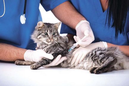 Cat напикаване кръв, причини, диагноза, лечение и профилактика
