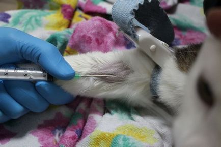 Cat напикаване кръв, причини, диагноза, лечение и профилактика