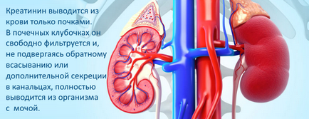 Креатинин - норма, анализира причините за увеличение