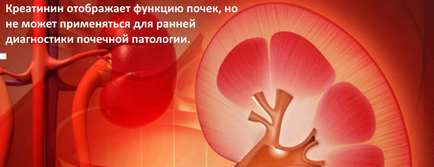 Креатинин - норма, анализира причините за увеличение (креатинин) Креатинин - норма, анализира причините за увеличение
