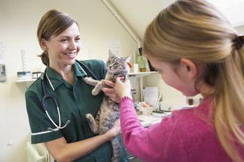 Кръв в урината на лечение и профилактика на котка
