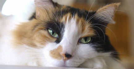 Кръв в урината на котка предизвиква и лечение