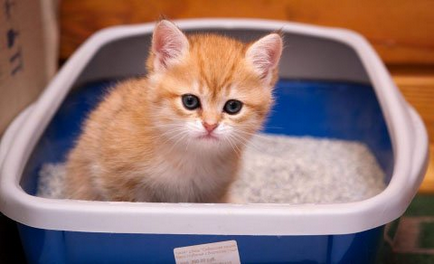 Кръв в урината на котка предизвиква и лечение