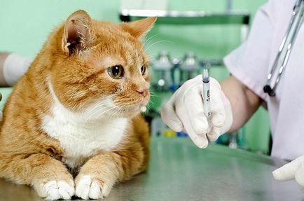 Кръв в урината на кастрат котка, причинява, лечение, какво да правя