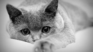 Кръв в урината на котка, котка или котенце - на причините, за диагностика и лечение