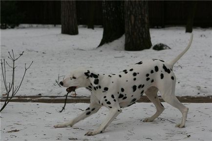 Кои са 