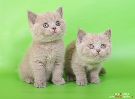 Купете котенца котки син лилав черен детска Лия