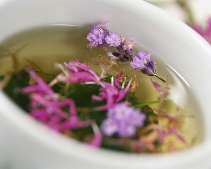Лечебните свойства на градински чай и противопоказания - употребата на масло от градински чай
