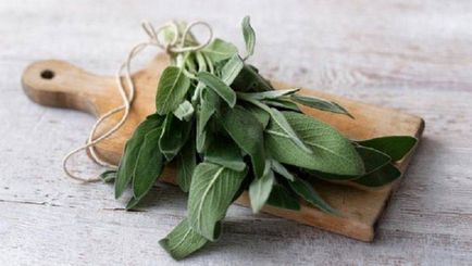 Лечебните свойства на градински чай и противопоказания - употребата на масло от градински чай