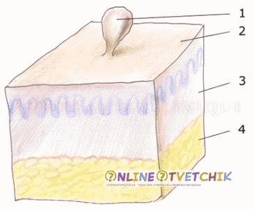 Лечението и премахването на папиломи у дома