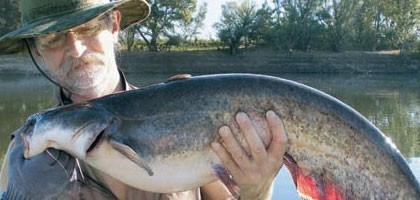 Улавянето сом в водоеми и езера